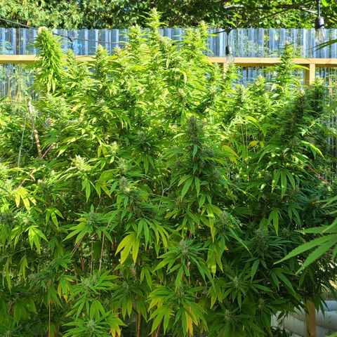 MediKit growlog photo: Started flushing! We have amber!