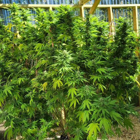 Critical Plus growlog photo: Started flushing! We have amber!