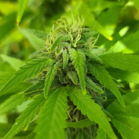 Critical Plus growlog photo: Started flushing! We have amber!