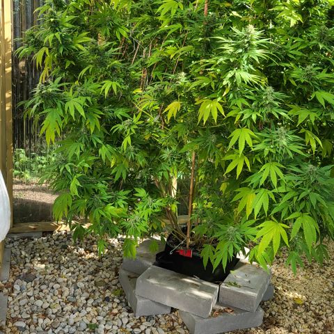 Critical Plus growlog photo: Started flushing! We have amber!