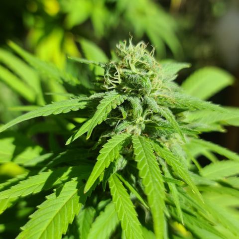Critical Plus growlog photo: Started flushing! We have amber!