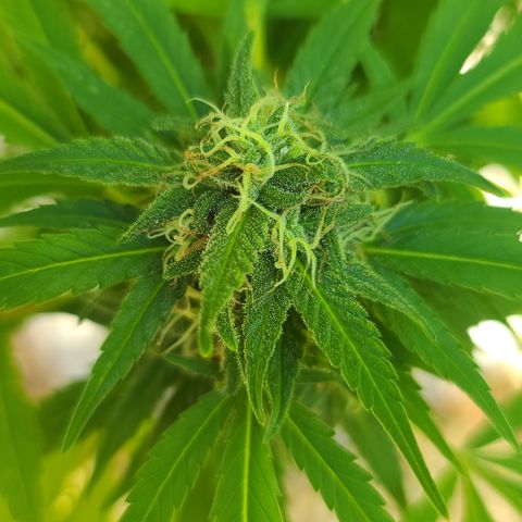 Critical Plus growlog photo: Started flushing! We have amber!