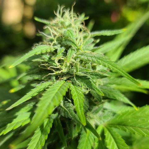 Critical Plus growlog photo: Started flushing! We have amber!