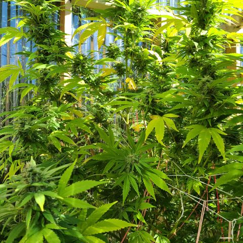 Critical Plus growlog photo: Started flushing! We have amber!