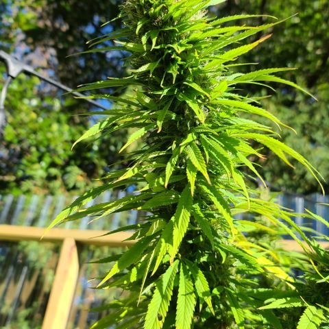 MediKit growlog photo: Started flushing! We have amber!