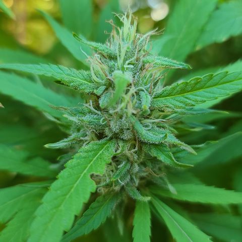 MediKit growlog photo: Started flushing! We have amber!