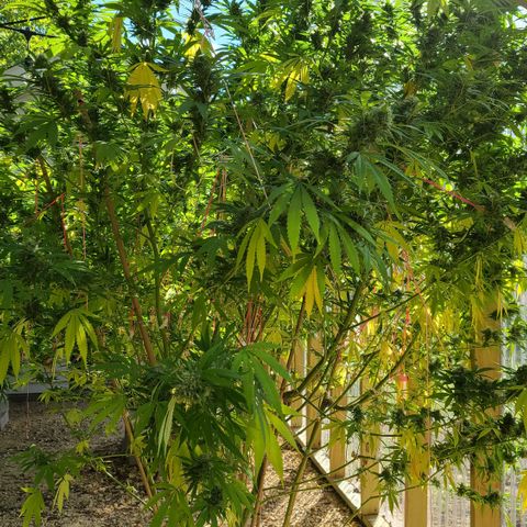 Aurora Indica growlog timeline photo