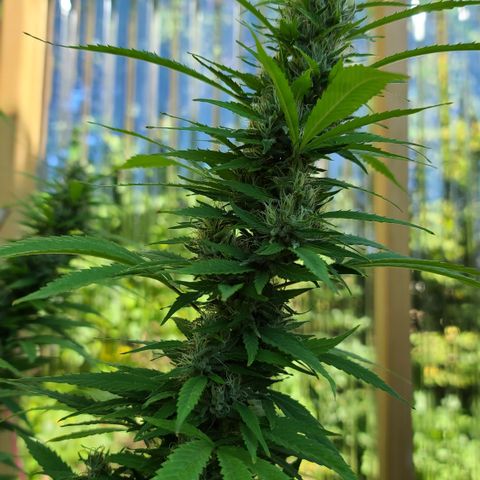 MediKit growlog photo: Started flushing! We have amber!