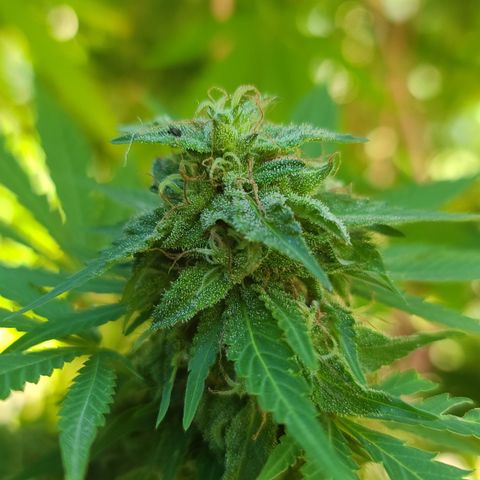 Purple Power growlog timeline photo