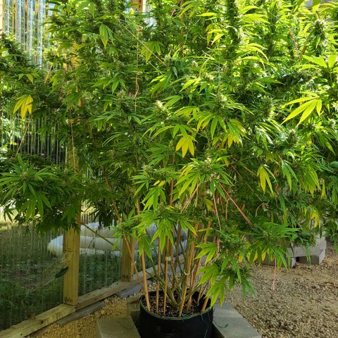 MediKit growlog photo: Started flushing! We have amber!