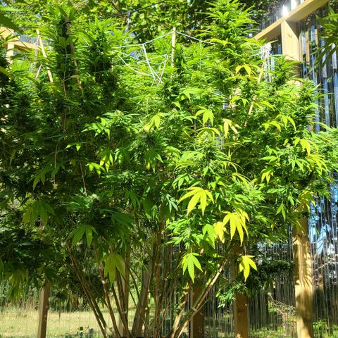 Critical Plus growlog photo: Started flushing! We have amber!
