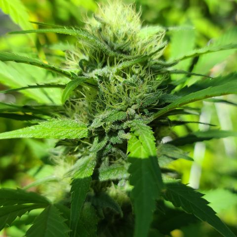 Aurora Indica growlog timeline photo