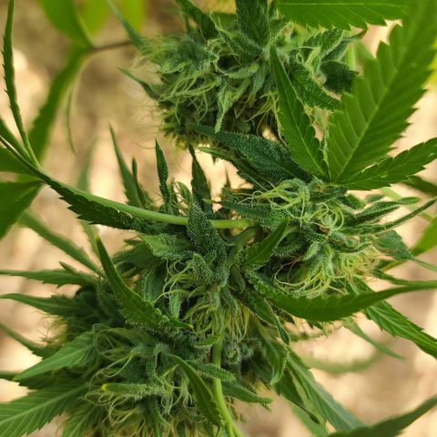 Aurora Indica growlog timeline photo