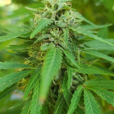 Purple Power growlog timeline photo