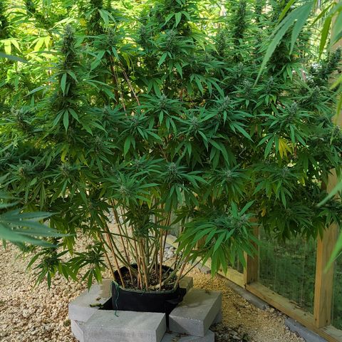 MediKit growlog photo: Started flushing! We have amber!