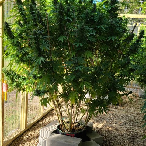 Purple Power growlog photo: Started flushing! We have amber! 