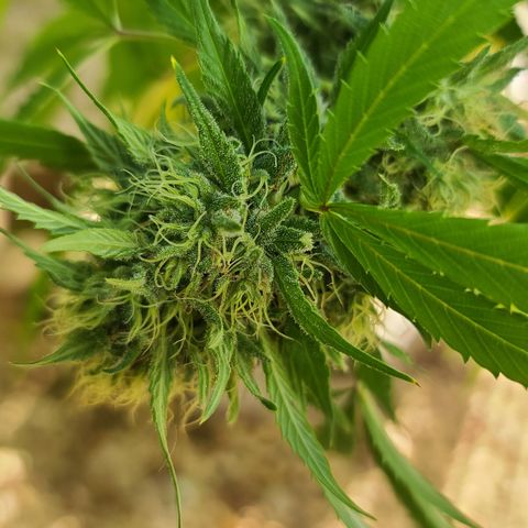 Aurora Indica growlog timeline photo