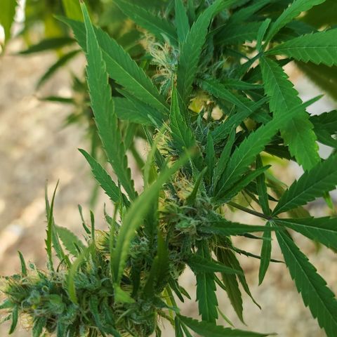 MediKit growlog photo: Started flushing! We have amber!