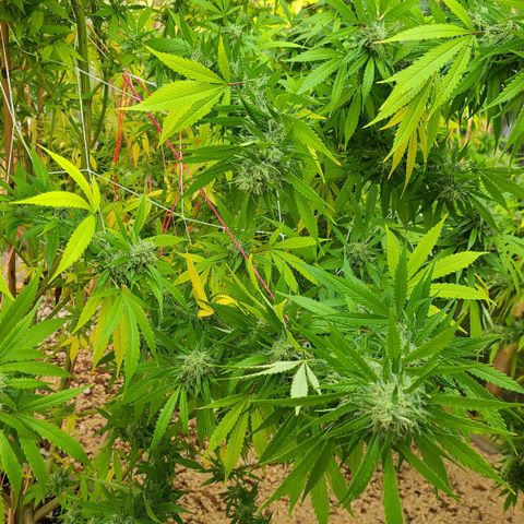 Aurora Indica growlog photo: Heavy rain last night. This gal got injured... I bandaged her up and hopefully she can hang on another week! 