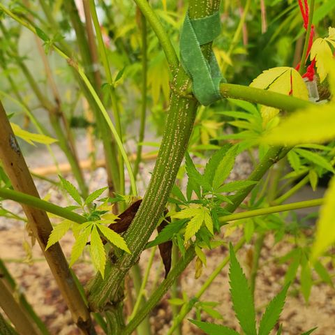 Aurora Indica growlog photo: Heavy rain last night. This gal got injured... I bandaged her up and hopefully she can hang on another week! 