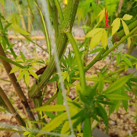 Aurora Indica growlog photo: Heavy rain last night. This gal got injured... I bandaged her up and hopefully she can hang on another week! 