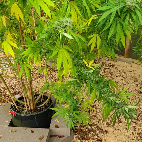 Aurora Indica growlog photo: Heavy rain last night. This gal got injured... I bandaged her up and hopefully she can hang on another week! 