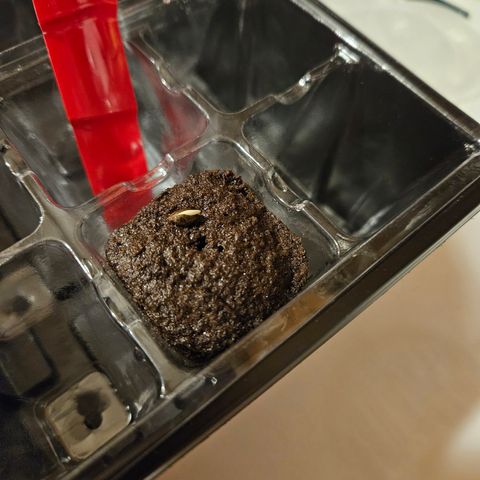 Blueberry growlog photo: Roots!