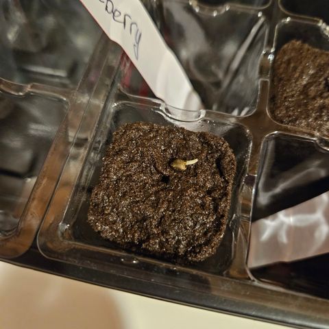Cannatonic growlog photo: Roots!