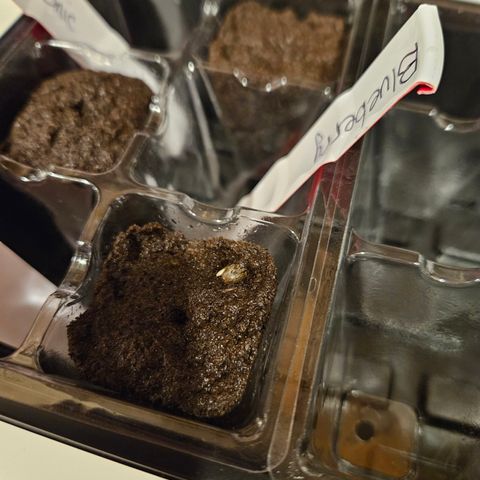 Blue Dream growlog photo: Roots!