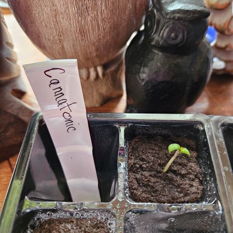 Cannatonic growlog photo: So Cute!