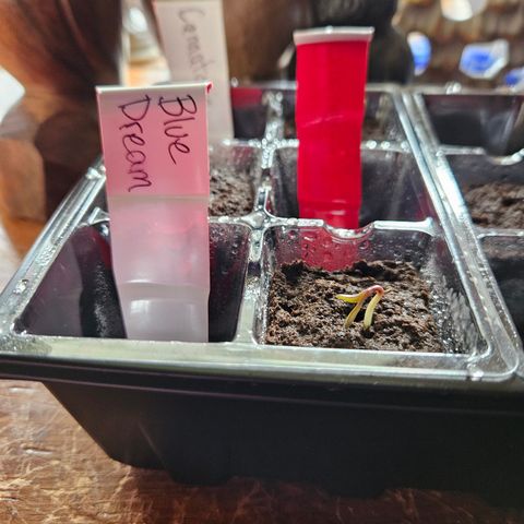 Blue Dream growlog photo: Sooo Cute!
