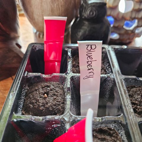Blueberry growlog photo: She's trying!!