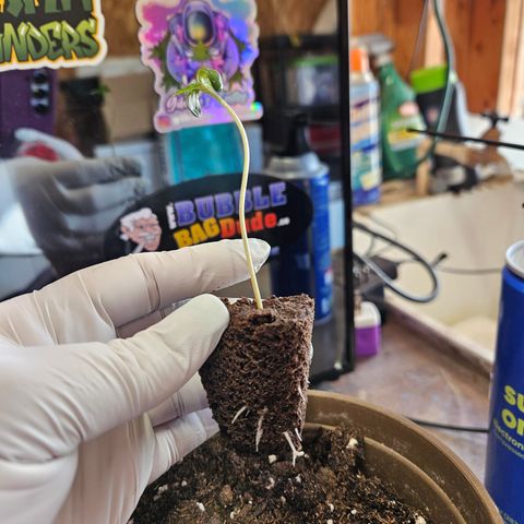 Blue Dream growlog photo: BEAUTIFUL roots!! 😍 
In a beautiful new home! ✨️ 