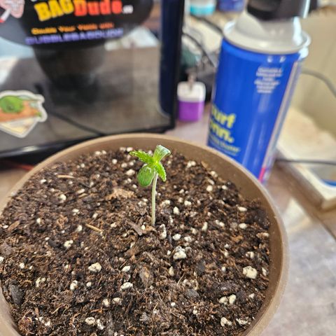 Blue Dream growlog photo: BEAUTIFUL roots!! 😍 
In a beautiful new home! ✨️ 