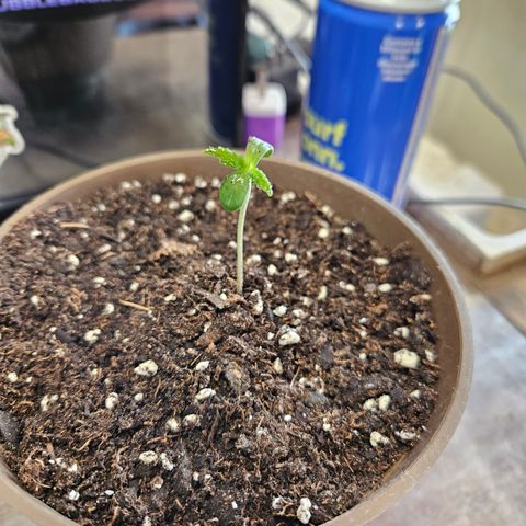 Blue Dream growlog timeline photo