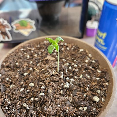 Blue Dream growlog timeline photo