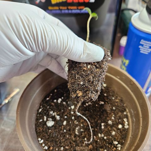 Blueberry growlog photo: Holy, BEAUTIFUL roots!! 😍 
In a beautiful new home! ✨️ 