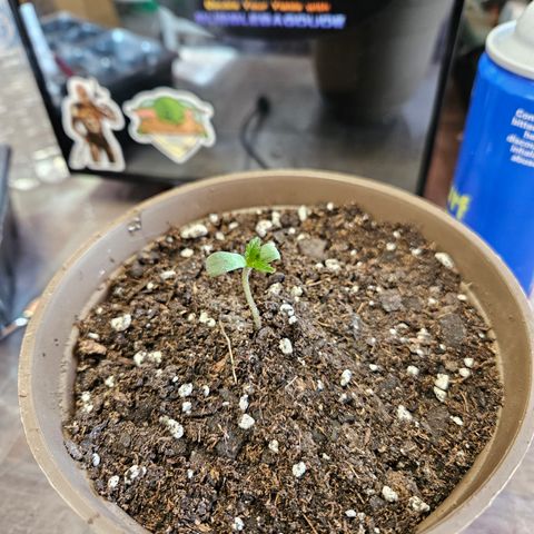 Blueberry growlog timeline photo