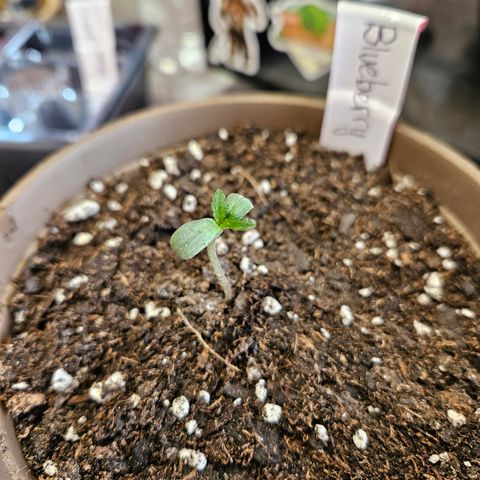 Blueberry growlog timeline photo
