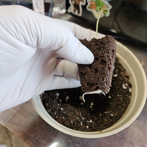 Cannatonic growlog photo: BEAUTIFUL roots!! 😍 
In a beautiful new home! ✨️ 