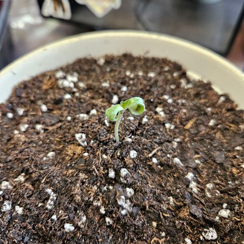 Cannatonic growlog photo: BEAUTIFUL roots!! 😍 
In a beautiful new home! ✨️ 