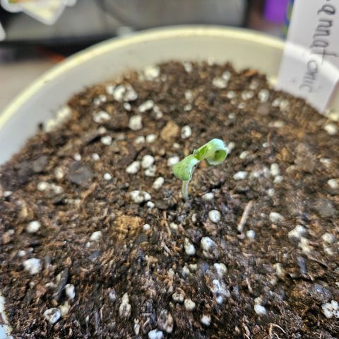 Cannatonic growlog timeline photo