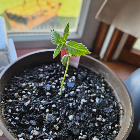 Blue Dream growlog photo: I think she will be my best this year!!