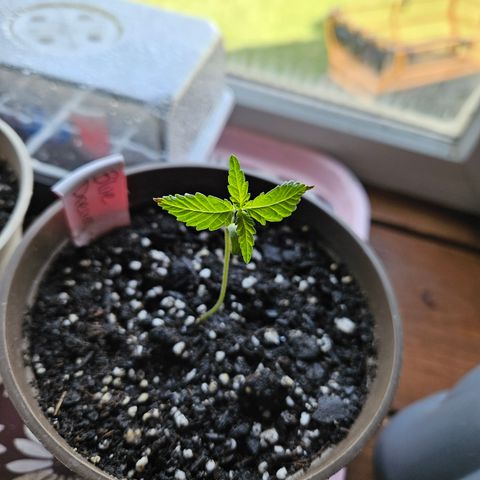 Blue Dream growlog timeline photo
