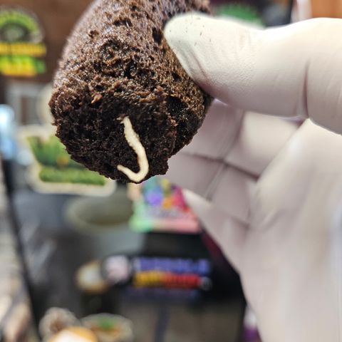 Harlequin growlog photo: Yay! Nice root! 😁