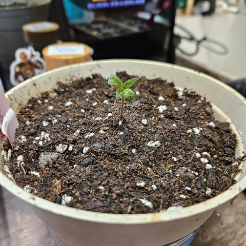 Harlequin growlog photo: Yay! Nice root! 😁