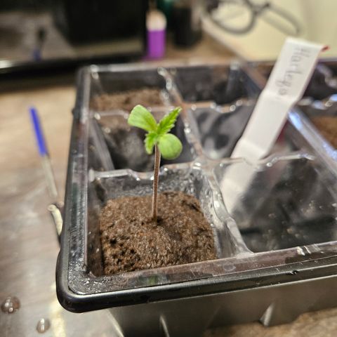 Harlequin growlog photo: Yay! Nice root! 😁
