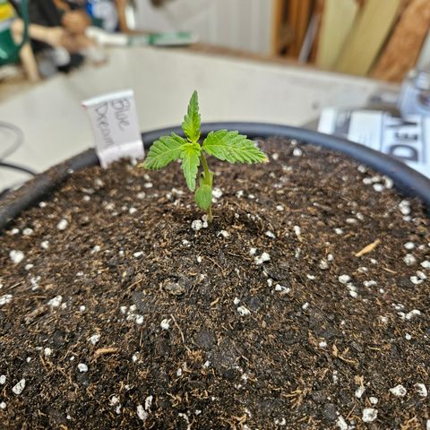 Blue Dream growlog photo: My BEAST!!!!