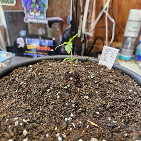 Blue Dream growlog photo: My BEAST!!!!