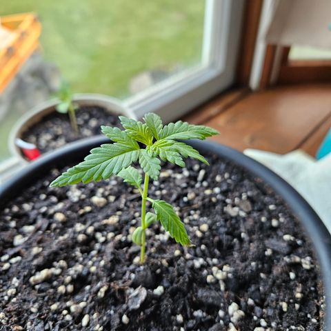 Blue Dream growlog timeline photo